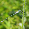 Damselfly