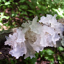 Snow Fungus, Silver Ear Fungus or White Jelly Mushroom