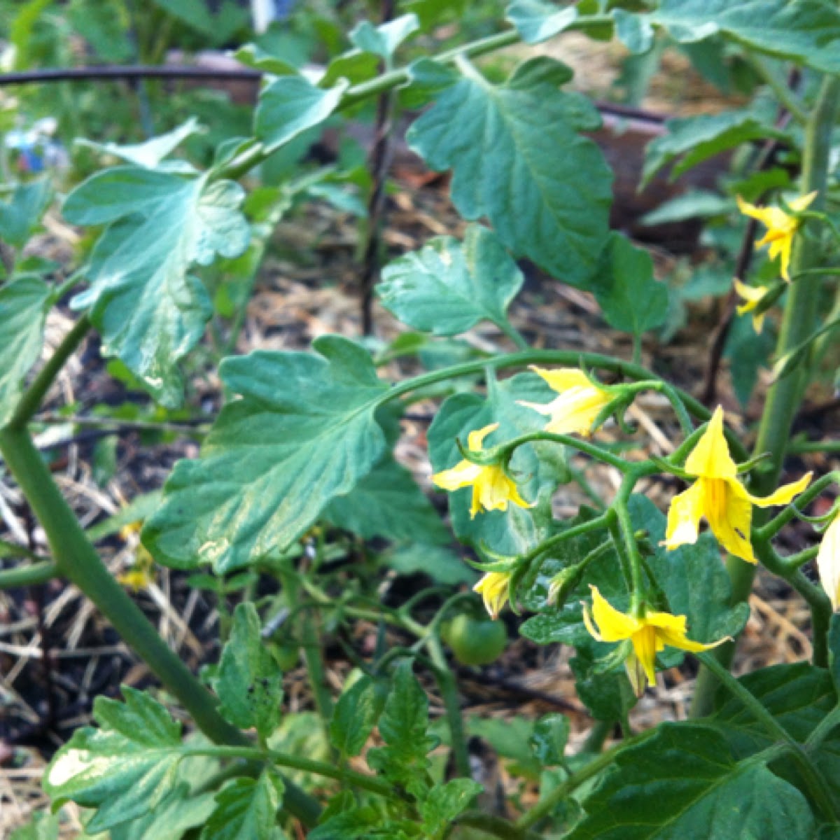 Tomato blossoms