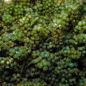 Sea Grapes