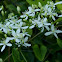 Sweet Autumn Clematis