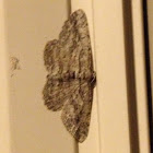 Common gray moth