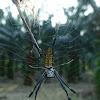 Golden Orb-web spider
