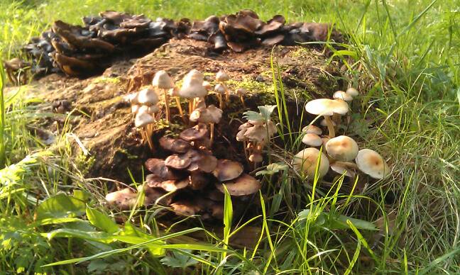 Autumn fungi
