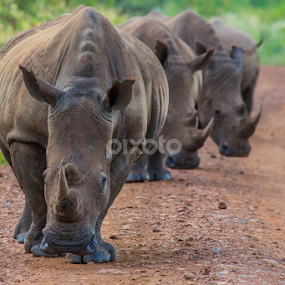 Rhino by Theuns de Bruin - Animals Other Mammals
