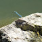 Damsel fly