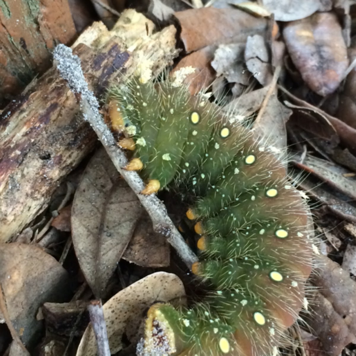 Imperial Moth caterpillar