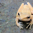 Borneo eared frog