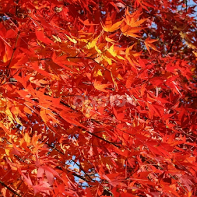 The colors of autumn by Dianne Collins - Nature Up Close Leaves & Grasses