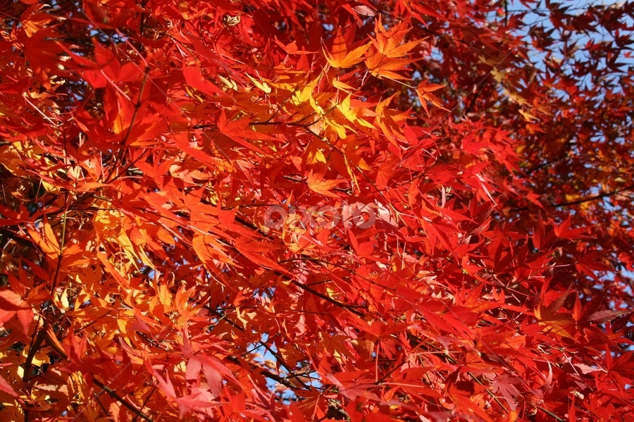 The colors of autumn by Dianne Collins - Nature Up Close Leaves & Grasses
