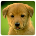 Dogs Memory Game
