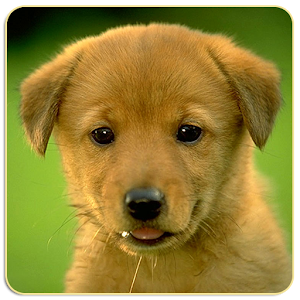 Dogs Memory Game logo