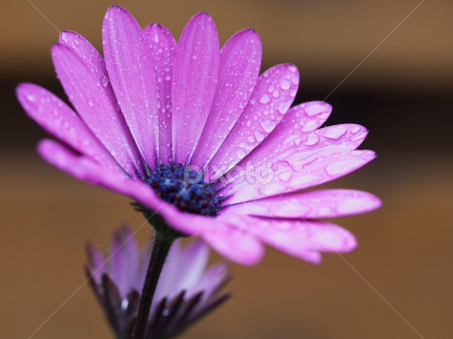 12 by Ólafur Ingi Ólafsson - Flowers Single Flower