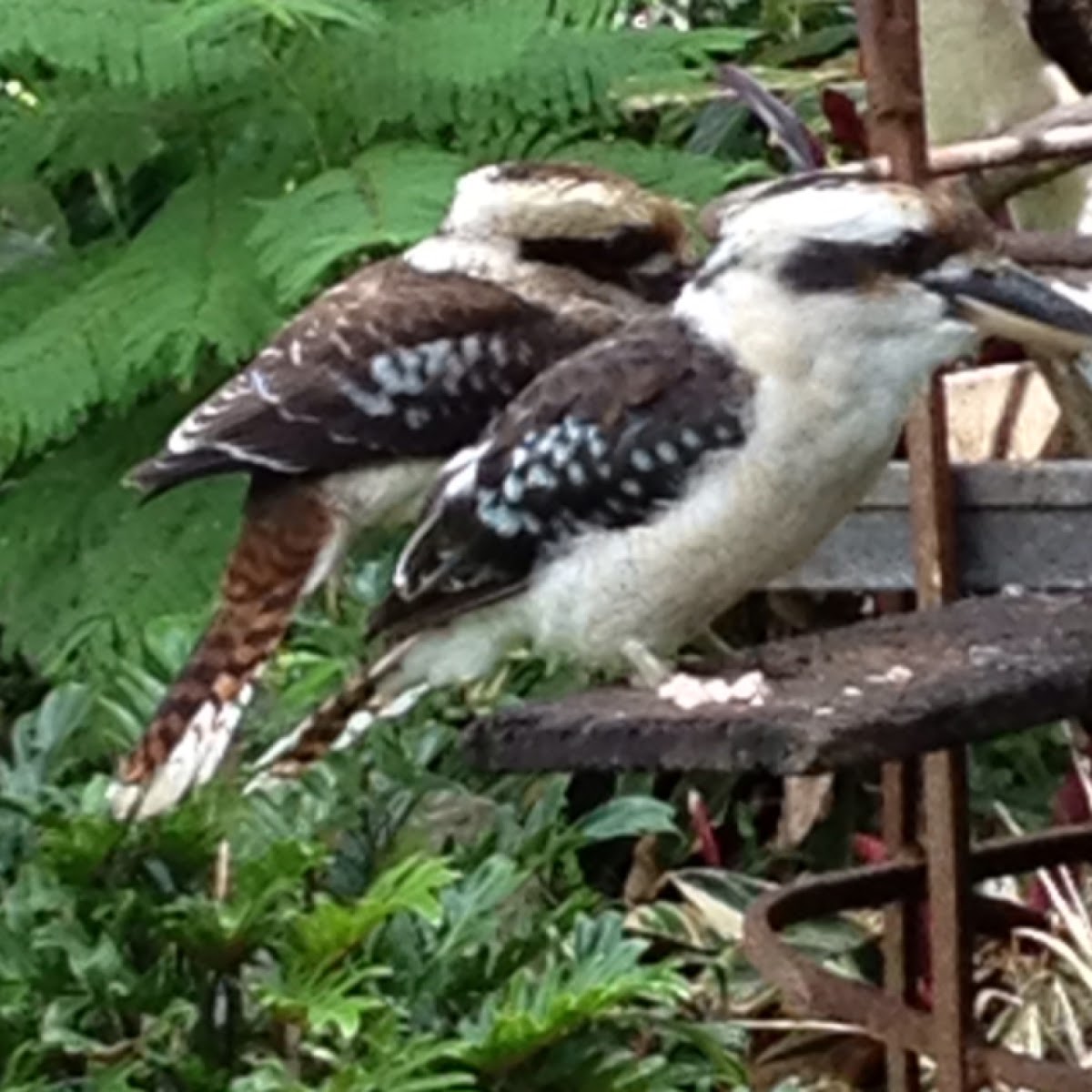 Laughing Kookaburra