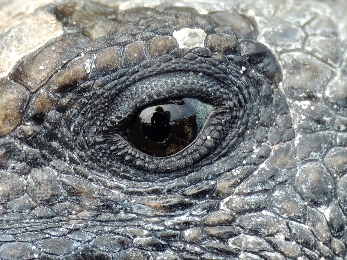 Marine iguana - Isabela sub-species (juvenile)
