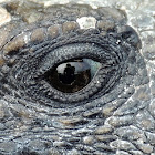 Marine iguana - Isabela sub-species (juvenile)