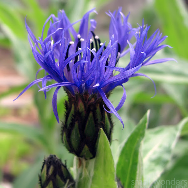 Perennial Cornflower | Project Noah