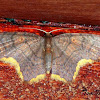 Larentiine Moth