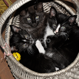 Basket of Love by Michelle Andretti -  
