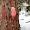 Channeled Apple Snail Eggs