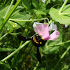 Violet Carpenter Bee /  Crna pčela drvarica