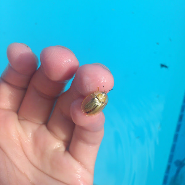 Bugs Life South Africa Project Noah