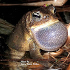 Eastern American Toad