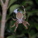 Spotted Orbweaver Spider
