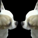 Mirror Camera logo