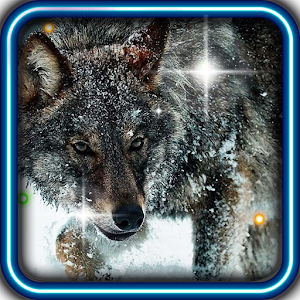 Wolf Angry Free live wallpaper 1.0