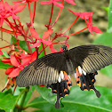 Spangle Swallowtail Butterfly  