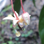 Flower of Cacau