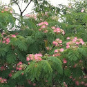 Mimosa tree