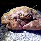 Crab , Κάβουρας