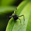 Spiny Ant