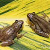 Cajun Chorus Frog
