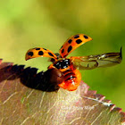 Asian Lady Beetle