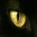 catcheye icon