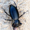 Pinnacate Beetle