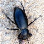 Pinnacate Beetle