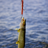 Pike On by Jeannette Thalmann-Bendeth -  