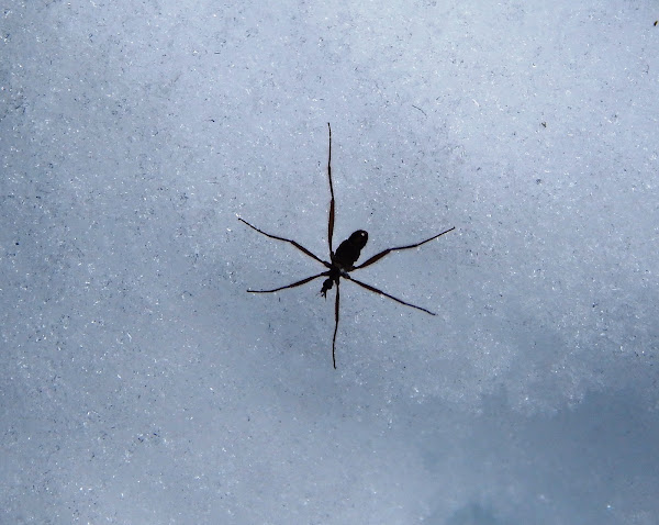 Snow Flies | Project Noah