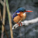 Malachite Kingfisher