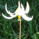 Easter lily; Fawn lily