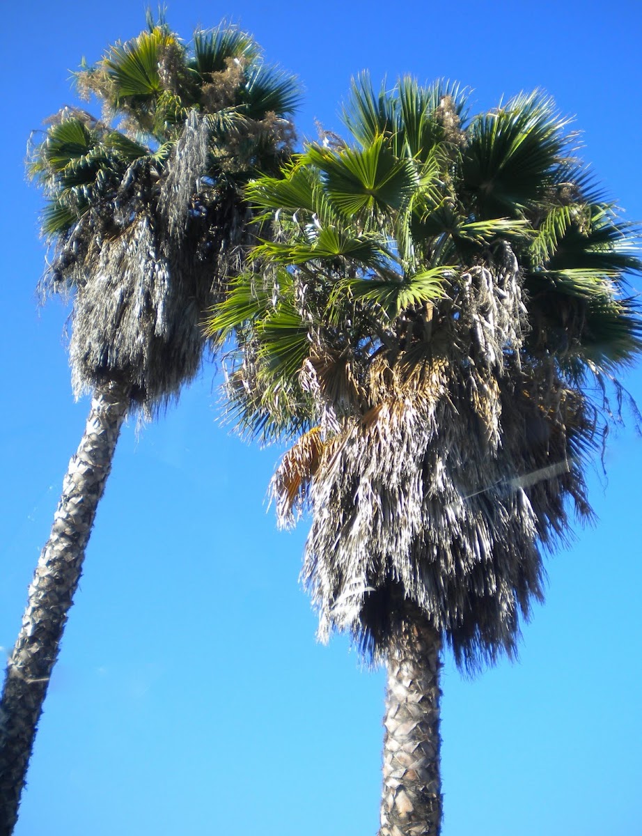 California Palm