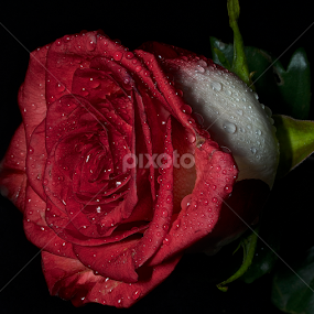 by Wendell Kennedy - Flowers Single Flower