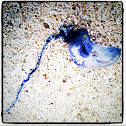 Portuguese man-of-war