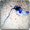 Portuguese man-of-war