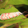 Ornate Bella Moth