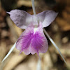 Peacock Ginger